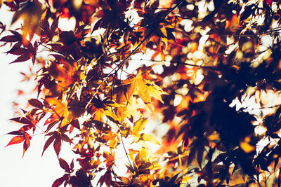Low angle view of leaves on tree
