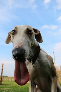 Portrait of dog on field against sky