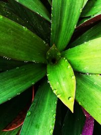 Full frame shot of green plant