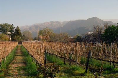 Scenic view of vineyard against sky