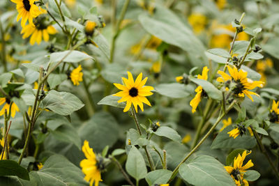 Close-up of yellow flowering plant