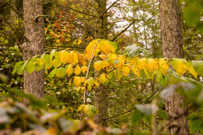 Close-up of yellow bird on tree in forest