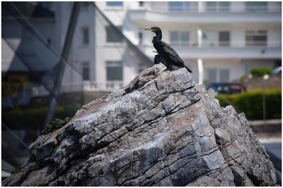 Side view of cormorant on rock against building