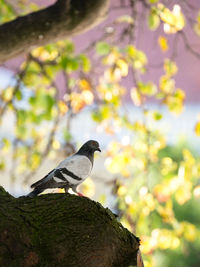 Close-up of bird perching on tree