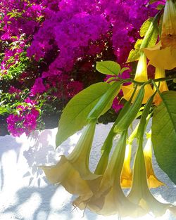 Close-up of yellow flowers blooming outdoors