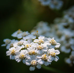 Close-up of white flowers