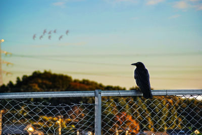 Bird perching on fence against sky during sunset
