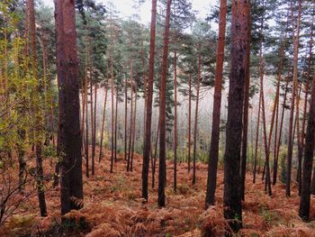 Pine trees in forest during autumn