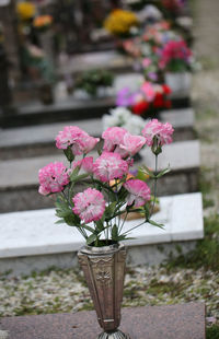 Close-up of pink flowering plant