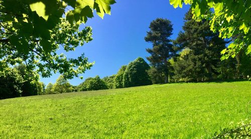 Trees on field against clear sky