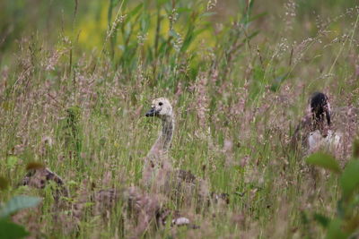 Gosling  in a field