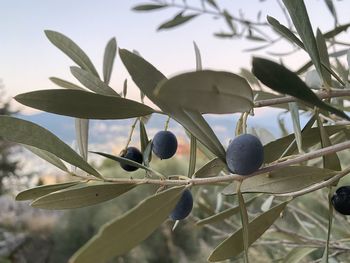 Close-up of fruits growing on plant