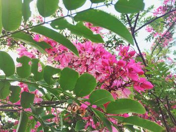 Close-up of pink flowers blooming on tree