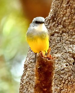 Close-up of bird perching on tree trunk