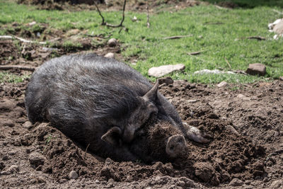 High angle view of pig resting on muddy field