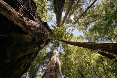 Low angle view of trees