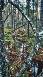 Trees in forest