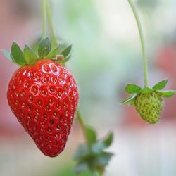 Close-up of strawberry growing on plant