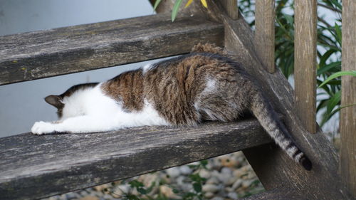 Cat sleeping on wood