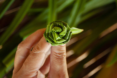 Close-up of hand holding plant