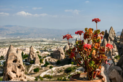 Close-up of red flowering plant against sky