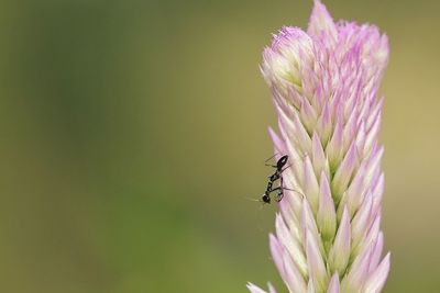 Close-up of insect on purple flower