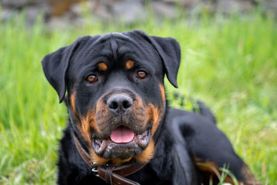 Close-up portrait of black dog on field