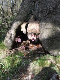 View of tree trunk