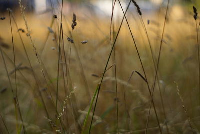Close-up of wheat growing on field against sky