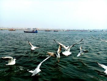 Seagull flying over sea