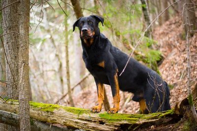 Black dog against trees