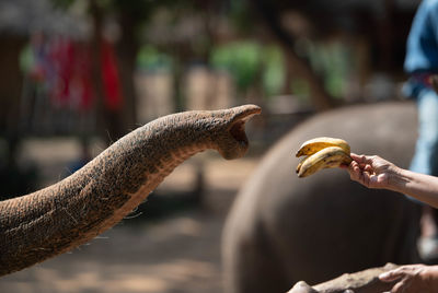 Close-up of hand feeding outdoors