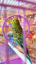 Close-up of parrot in cage