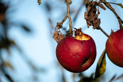 Close-up of apples on tree