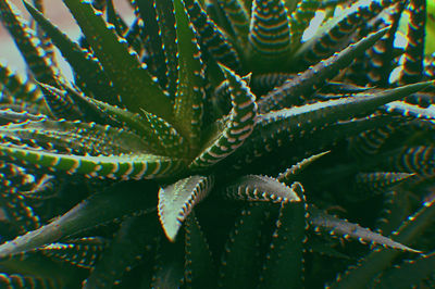 Close-up of succulent plant