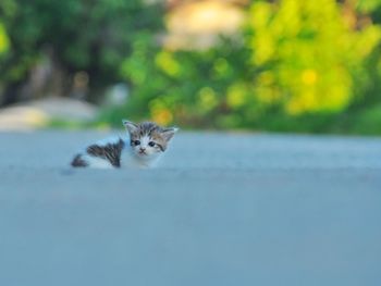 Portrait of cat