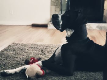Dog resting on rug at home