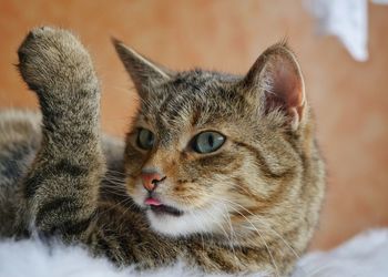 Close-up of tabby cat lying on rug