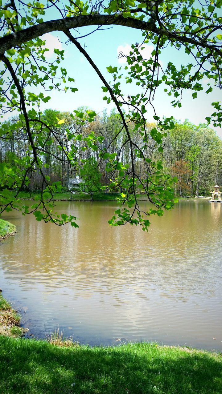 tree, water, tranquility, lake, reflection, tranquil scene, growth, beauty in nature, green color, scenics, nature, branch, tree trunk, idyllic, pond, grass, river, plant, sunlight, day