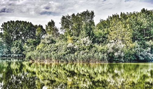 Plants growing by lake in forest against sky