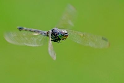 Close-up of dragonfly on plant