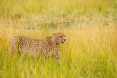 View of a cat on grass