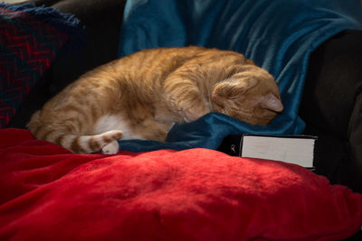Cat sleeping on sofa