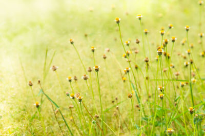 Close-up of wildflowers growing in field