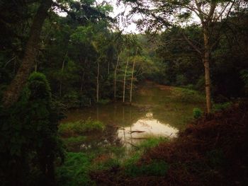 Scenic view of forest