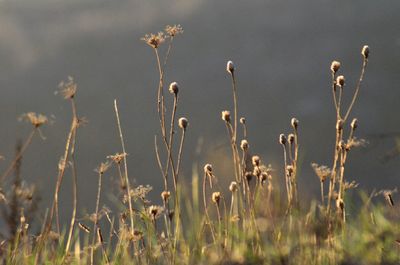 Close-up of plants on field