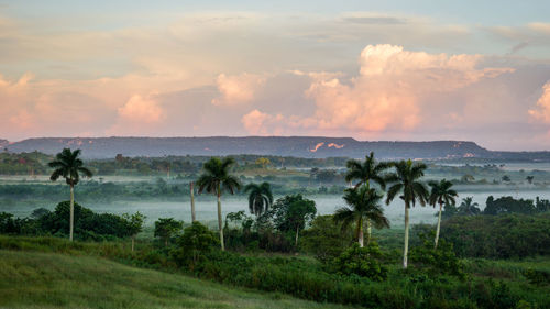 Scenic view of palm trees on field against sky during sunset