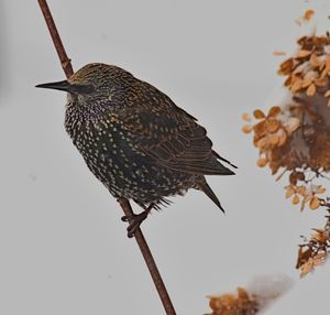 Close-up of bird perching on branch