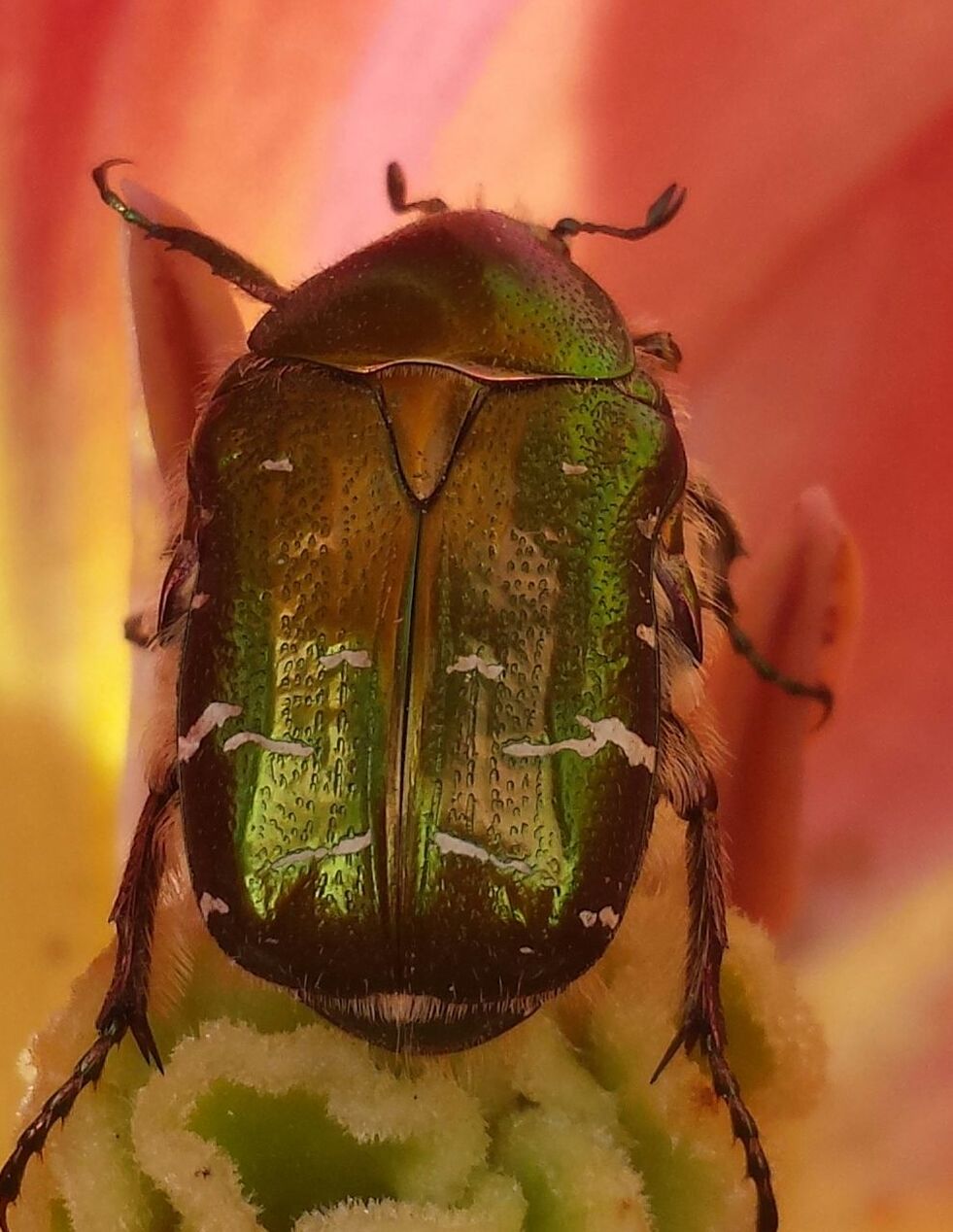 animal themes, one animal, animals in the wild, wildlife, insect, close-up, focus on foreground, nature, animal wildlife, plant, two animals, zoology, selective focus, outdoors, animal antenna, green color, no people, perching, day, side view