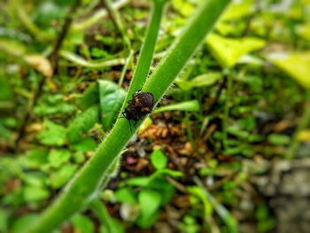 Close-up of insect on plant